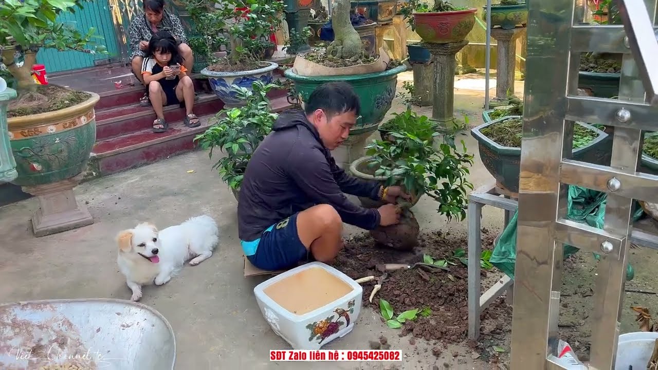 Thay Chậu Cho Trà My Mùa Hè - Vườn Trà Cực Đẹp Nhà Vườn Phạm Tuyến