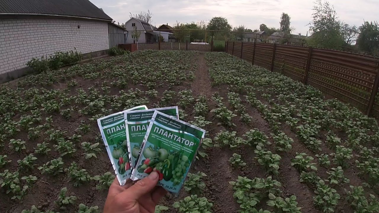 Листове підживлення картоплі Плантатором 20/20/20/Вирощування картоплі на Поліссі