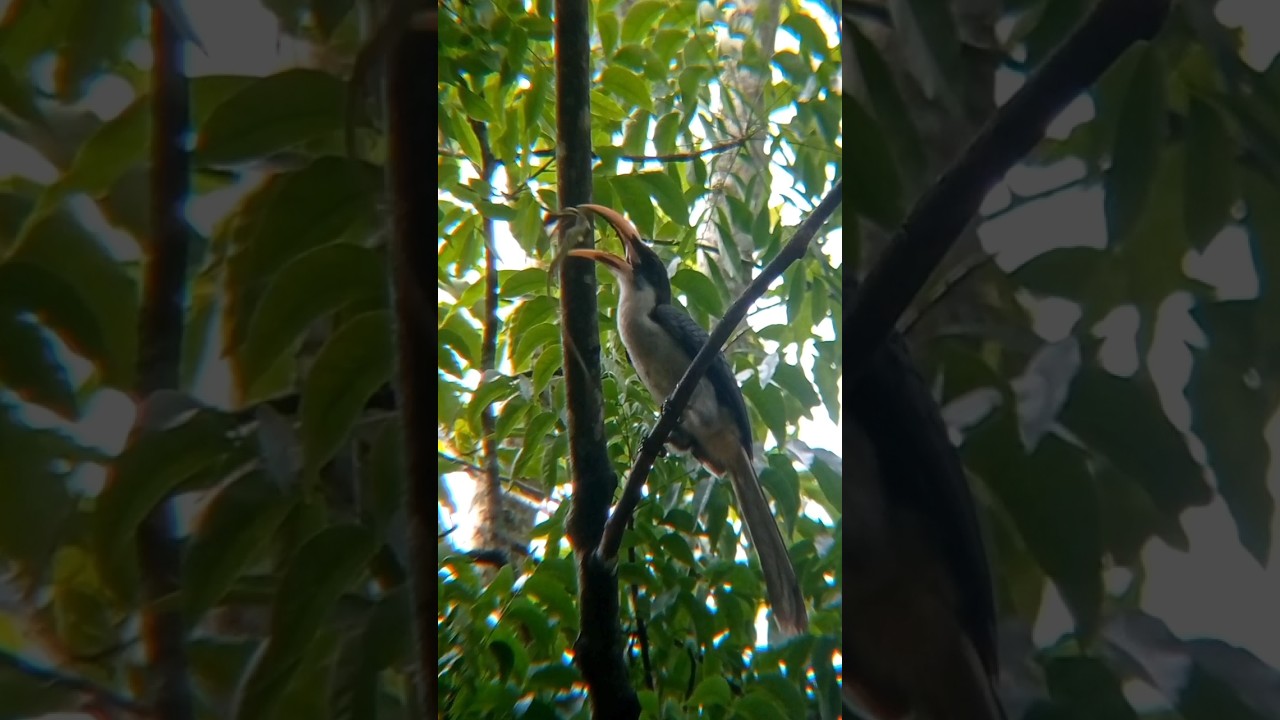 mother  😍 gray hornbill 🪶 feeding her babies | 2024 | 