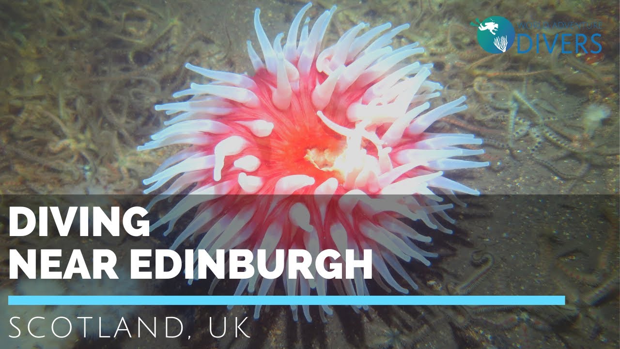 Scuba diving near Edinburgh the Firth of Forth, Scotland YouTube