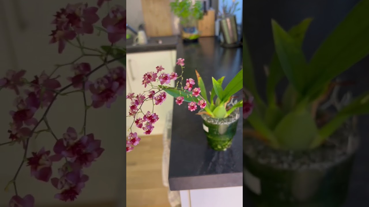 Oncidium tiny twinkle red fantasy reblooming