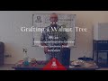 Walnut Tree Grafting