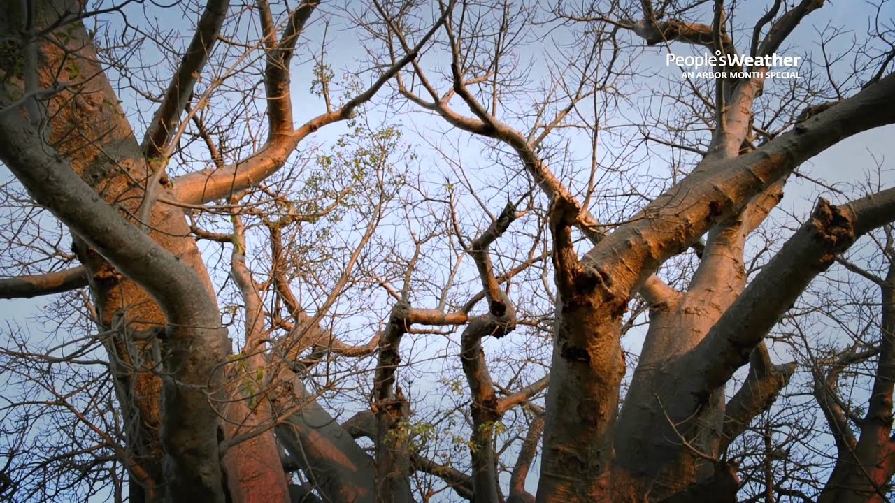 The Sagole Baobab YouTube