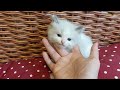 Mazs balts kaķēns - smieklīgie dzīvnieki