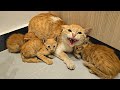 A Stray Cat Brings Her Kittens into Home, Afraid The Owner Will Reject Them