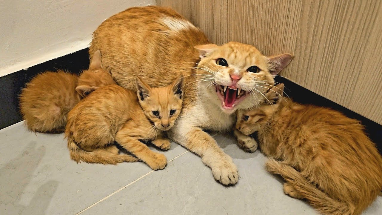 A Stray Cat Brings Her Kittens into Home, Afraid The Owner Will Reject Them