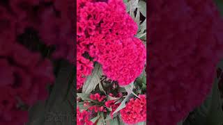 Download Lagu Beautiful Pink Flower....😍#shortsfeed #short MP3