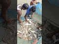 fish Machhaliমাছ মাছালি🐟#Fish #Machhali #BengaliFish#fish #shortvideo