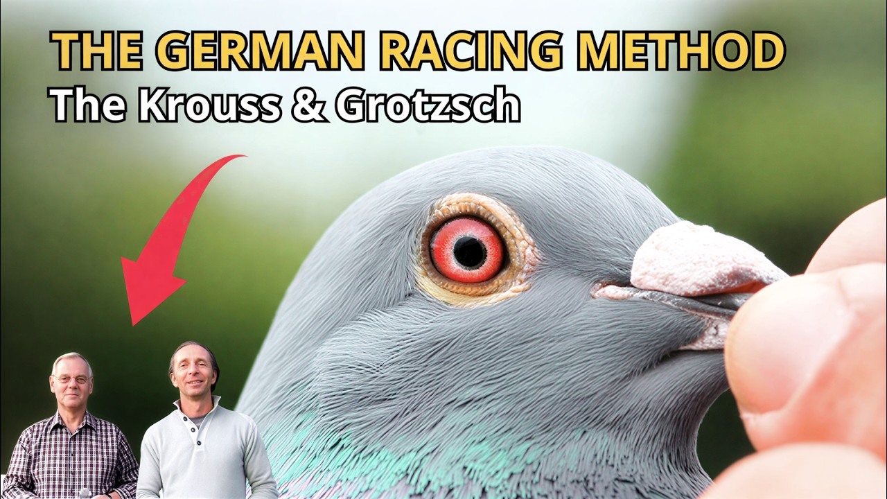 Внутри голубятни чемпионов | Система голубеводства Krouss & Grotzsch 🇩🇪