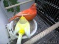 Kanarki - kopulacja w gniezdzie #1 (Canaries - copulation in nest #1)