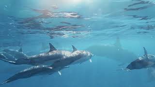 Dolphin & Sea Creature Sounds Asmr Relaxing Calming - Preview