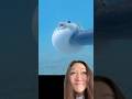 Dolphins get high 🍃🌱 with pufferfish 🐡