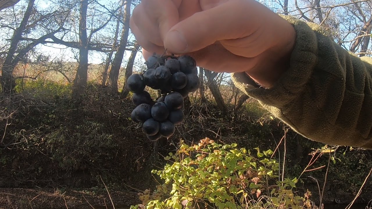 Am pescuit la clean la plută cu boabă de strugure  !!!