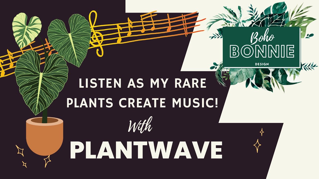 Listen as my rare plants create MUSIC! PlantWave Demo YouTube