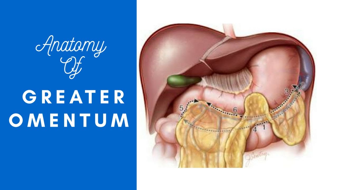 greater omentum basic anatomy with notes YouTube