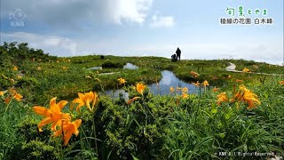 Shunkei Toyama] Flower garden on the ridgeline, Shirakimine - YouTube