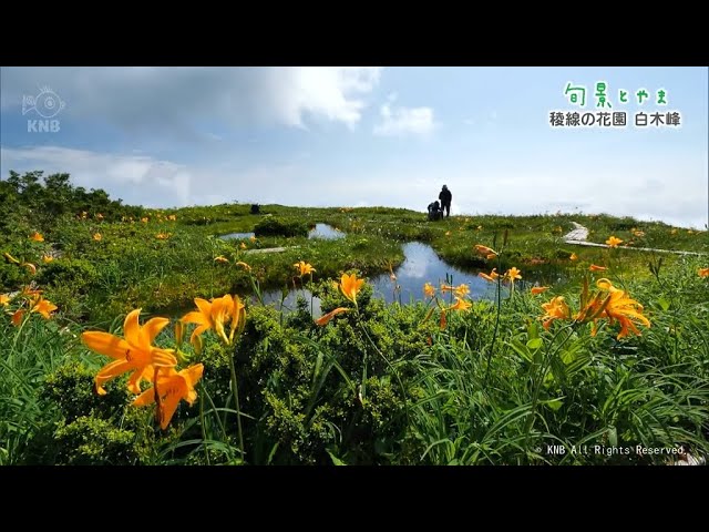 連なる山 Shunkei Toyama] Flower garden on the ridgeline, Shirakimine - YouTube