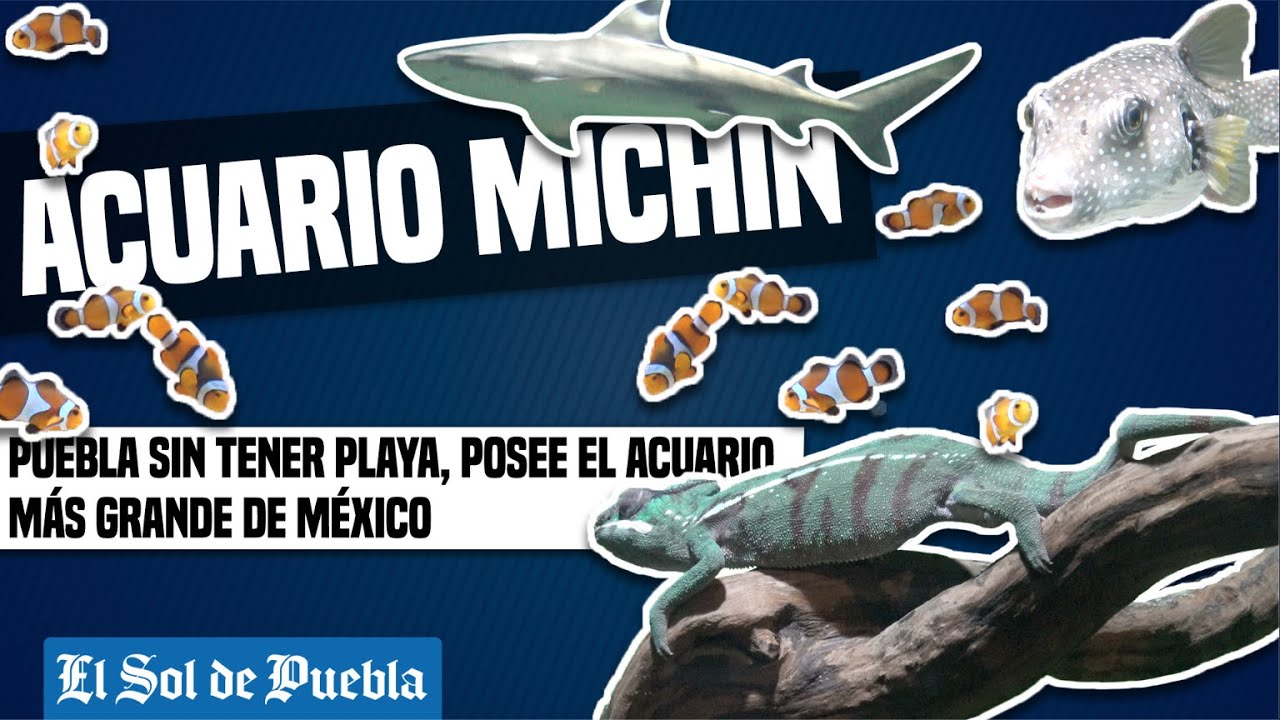 Puebla sin tener playa, posee el acuario más grande de México - YouTube