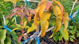 SoCal Mango Trees Tour March 2026 When Are Mangos In Season In California