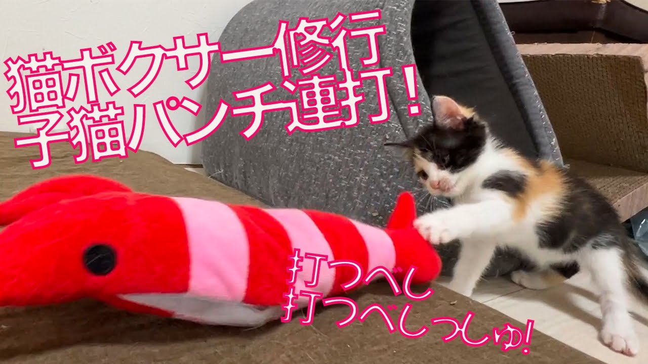 ヨチヨチ子猫たち、明日のための猫パンチ連打 The kitten boxers - YouTube