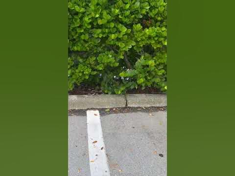 Invasive Reptiles in Miami | on top of these I spotted Bahamian anoles