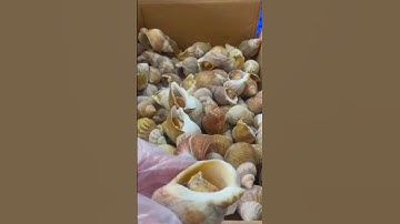 Em về thêm ốc Bulot, hàng bao ăn bao đổi trả | MINOS .COM.VN #minos #hảisảnminos #seafood #minos2