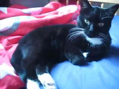 cat แปลว่า Good morning, Ansku