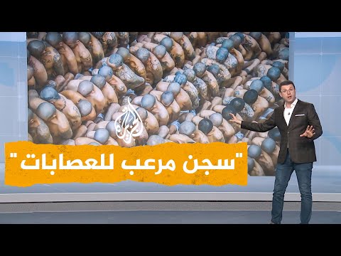 فيديو: هل مايا سلفادور تتحدث الإنجليزية؟