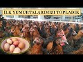 İLK YUMURTA TOPLAMA VİDEOMUZ - KILAVUZ YUMURTALARIMIZ GELDİ !