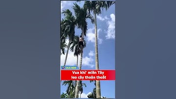 chuyện lạ : Vua khỉ miền Tây leo cây cau cao cả 20m ngày hái cả tấn cau#funny #memes #shorts