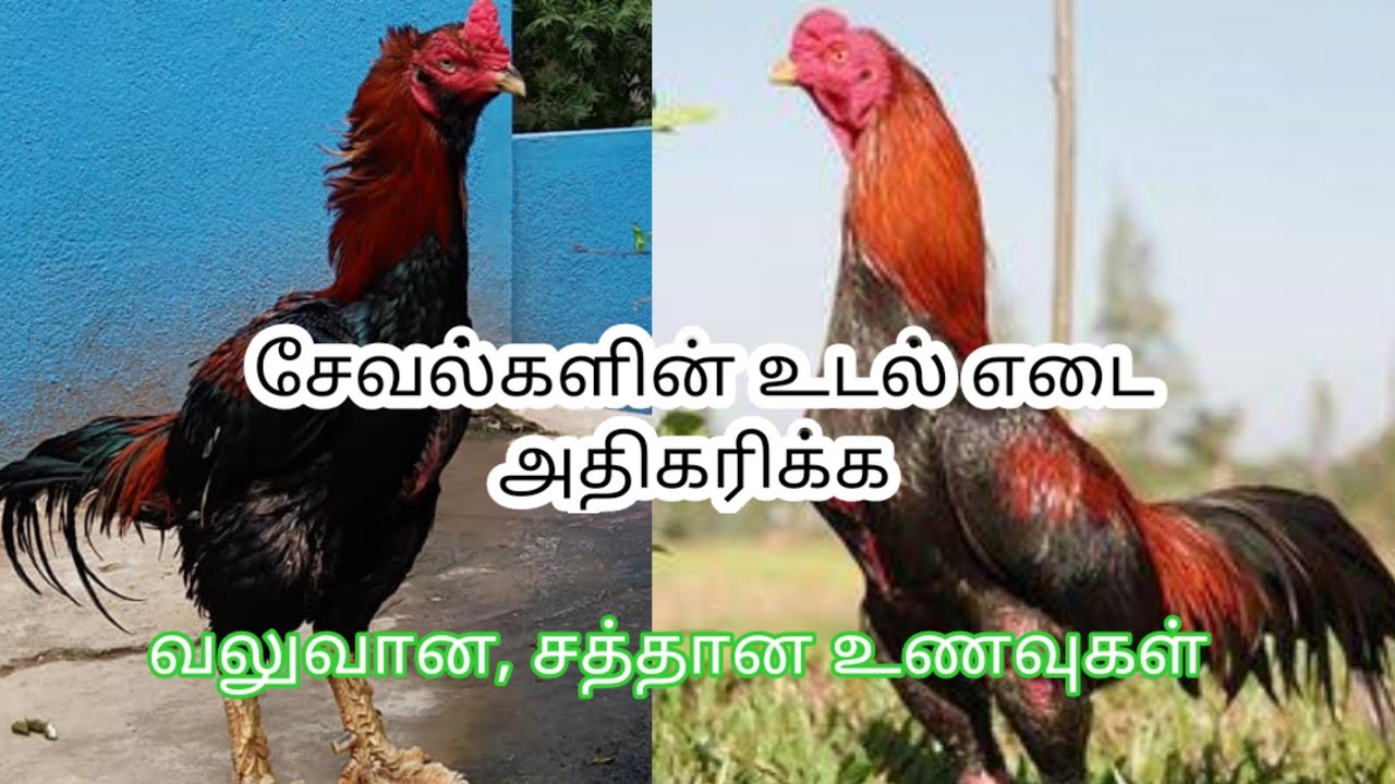 சேவல்களின் உடல் எடை அதிகரிக்க... கம்பீரமான தோற்றம் பெற உணவு வகைகள் #Aseel #Weight # increase