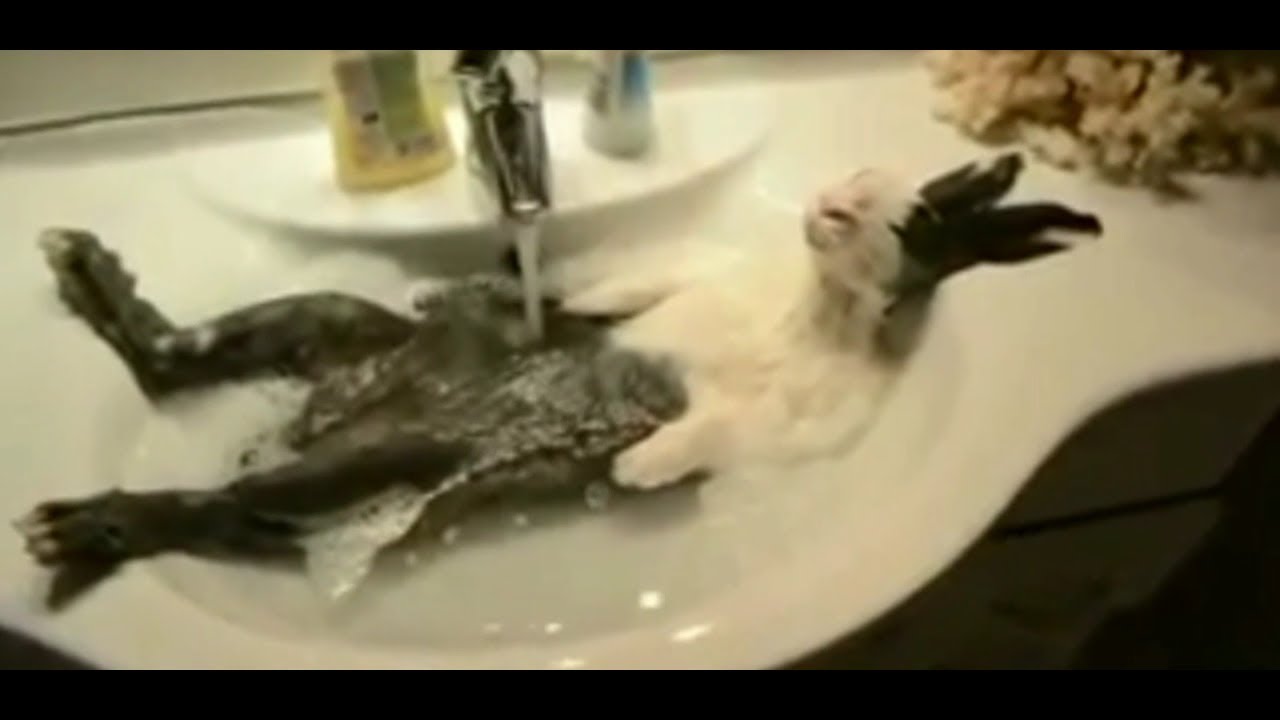 面白動画 笑いと癒しの同時摂取 クスッと笑える動物の動画まとめ Youtube