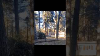 Trees caught walking 🤨 #shorts