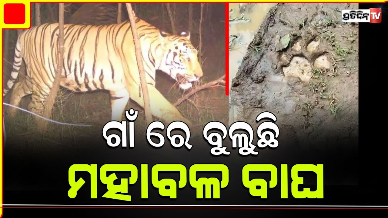 ନୟାଗଡ଼ ନୂଆଗାଁ ରେ ଜଙ୍ଗଲକୁ ଗାଈ ବାଛୁରୀ ଗଲେ ଆଉ ଫେରୁନାହାଁନ୍ତି , ପଡ଼ିଛି ମହାବଳ ବାଘର ପାଦ ଚିହ୍ନ । Nayagarh
