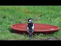 Grote bonte specht drinkt uit waterschaal