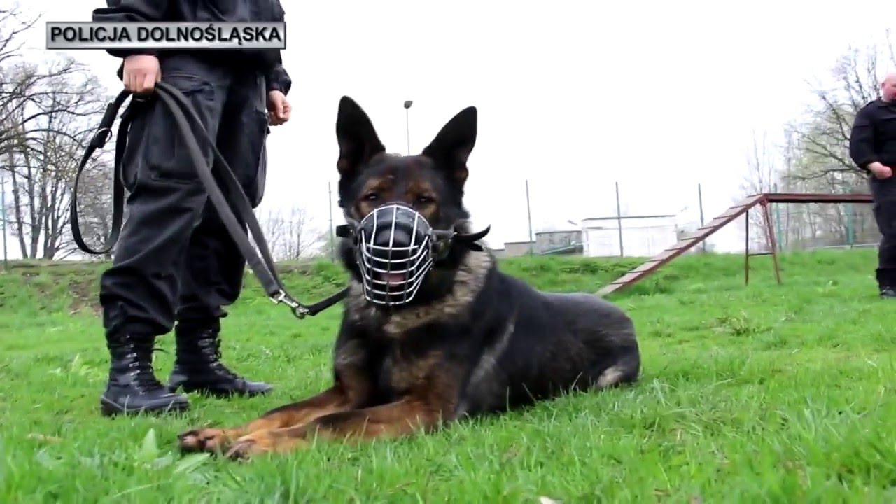 Psy w służbie dolnośląskiej policji