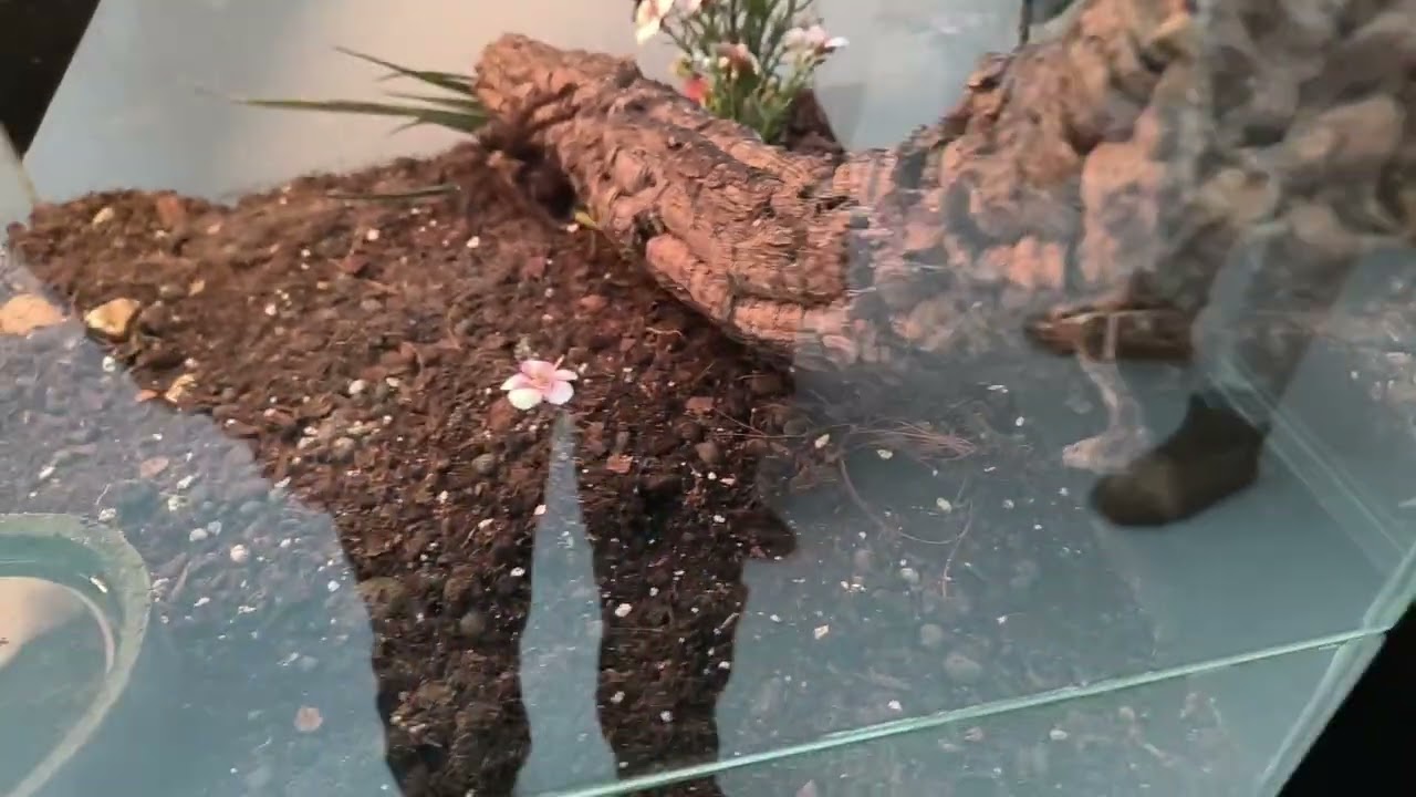 Wystawa Pająków 14 lutego 2026! | *Czarna Wdowa