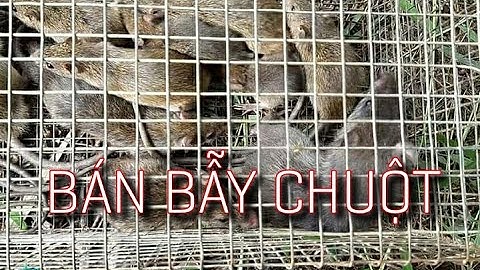 Tập 72: Bẫy chuột đồng trúng đậm. Bán bẫy chuột đồng, bán bẫy chuột cống nhum 0936059090.