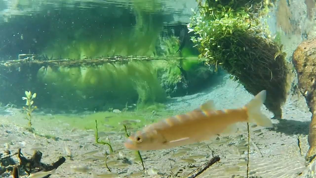 Relaxing River Sounds & Fish – Nature’s ASMR Escape 🌿🐟👁️🎧