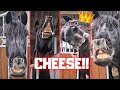 Queen👑Uniek&#39;s Birthday Day part 2! Give me treats!! | Friesian Horses