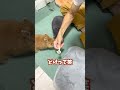 父親に初めてうさぎ達を見せた結果が可愛すぎた【ネザーランドドワーフのコッペ】#ネザーランドドワーフ #コッペパン #うさぎ #うさぎのいる暮らし #ウサギ #うさぎのいる生活 #shorts