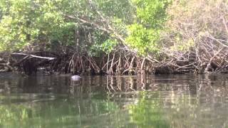 Saving Sirenia: Manatees in Crisis (Episode One - FULL)