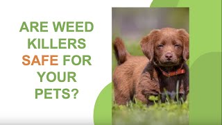 Are Weed Killers Safe for Your Pets?