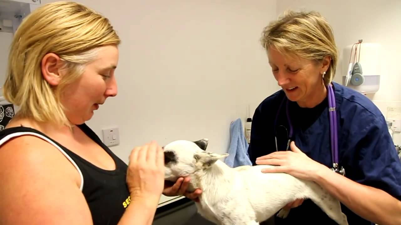 Second Chance Rescue Kennels Chellaston, Derby YouTube