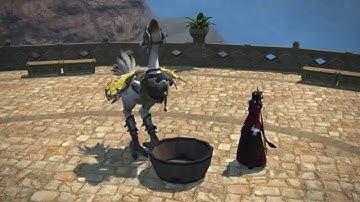 Training Chocobo(healer) in the stable-Animation