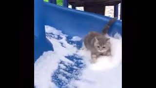 Cat goes flying