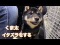 柴犬くま太の暮らし