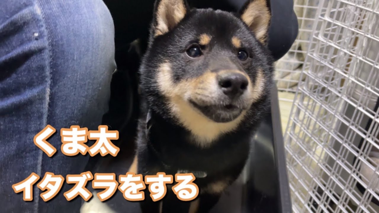 The life of Kumatata the Shiba Inu - YouTube