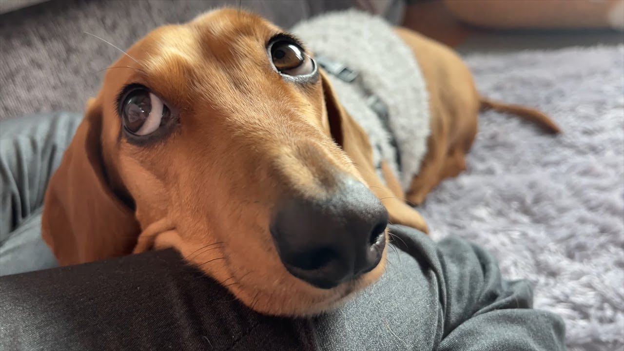 (4K) Dachshund before going for a walk