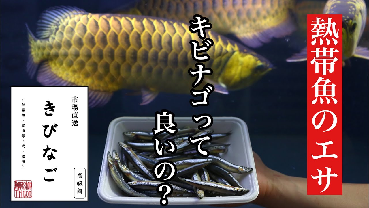 水中映像 アロワナ混泳水槽にキビナゴを投入 Feeding Fish In Aquarium Youtube